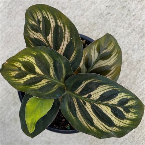 Calathea Makoyana Peacock or Cathedral Windows Potted Plant Indoor