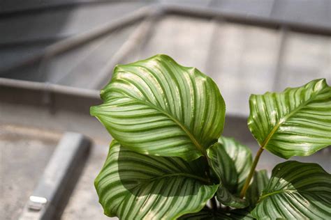 My calathea zebrina has yellow edges and brown and crispy new growth