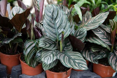 Why does my Calathea have brown tips on the Leaf Edges?