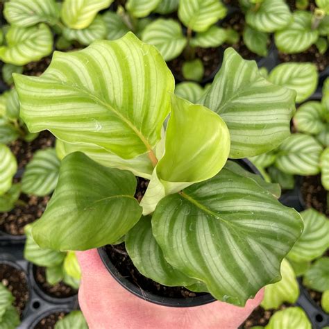 Calathea orbifolia Prayer Plant (4.5" Pot) Little Prince To Go