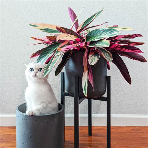 29 Houseplants Safe For Cats (With Pictures)