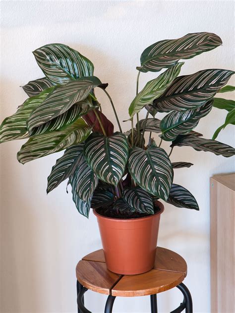 Calathea Guide How to Care for Your Calathea Plant Backyard Boss