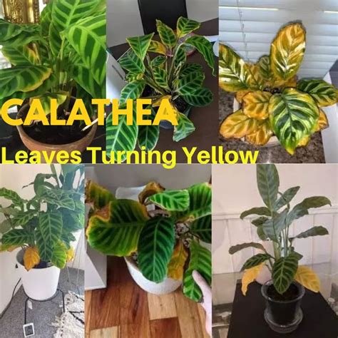 calathea plant leaves yellowing