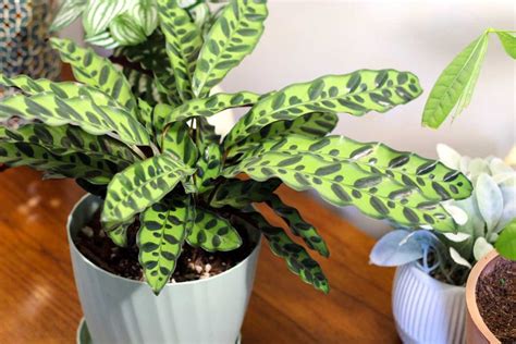 calathea snake plant care