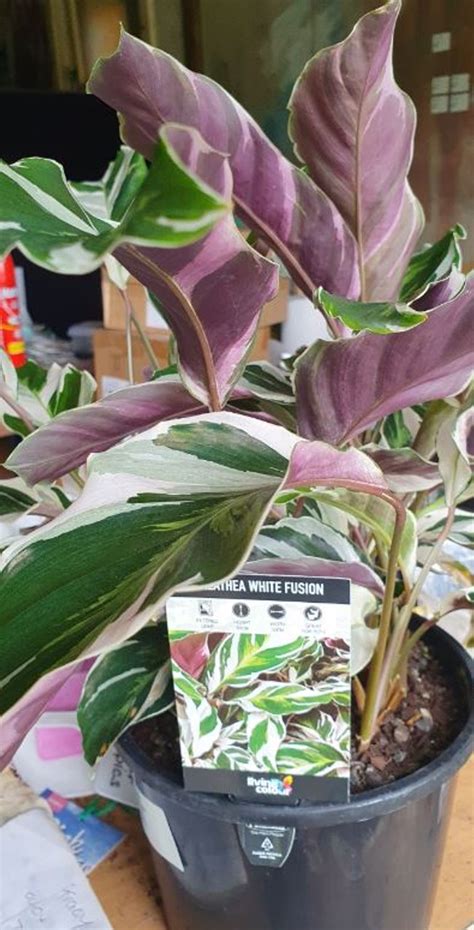 calathea white fusion