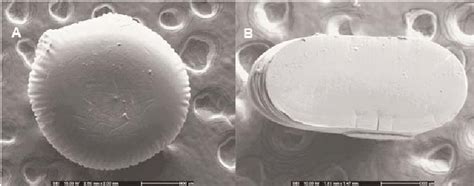Calcium Pectinate Gel