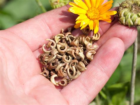 Calendula Seeds stock image. Image of gardening, flower 141725089