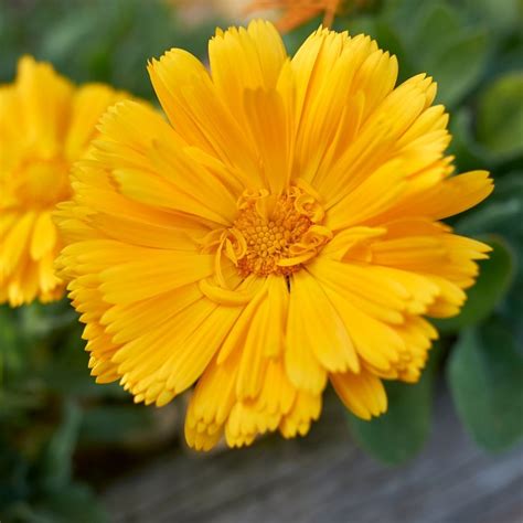 Discover 5 Insights calendula for cats unlock feline wellness