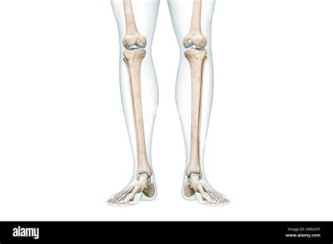 Calf Bone Define