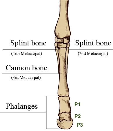 Calf Cannon Bone
