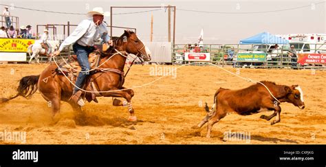 Calf Roping At Rodeo