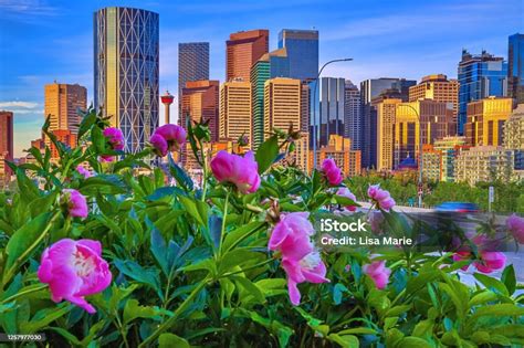 Calgary Alberta Flowers