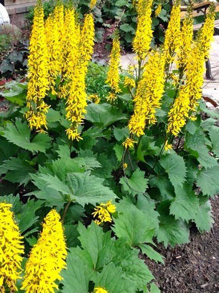 Calgary Plants Shade