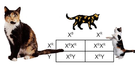 Calico Cat Genetics Worksheet
