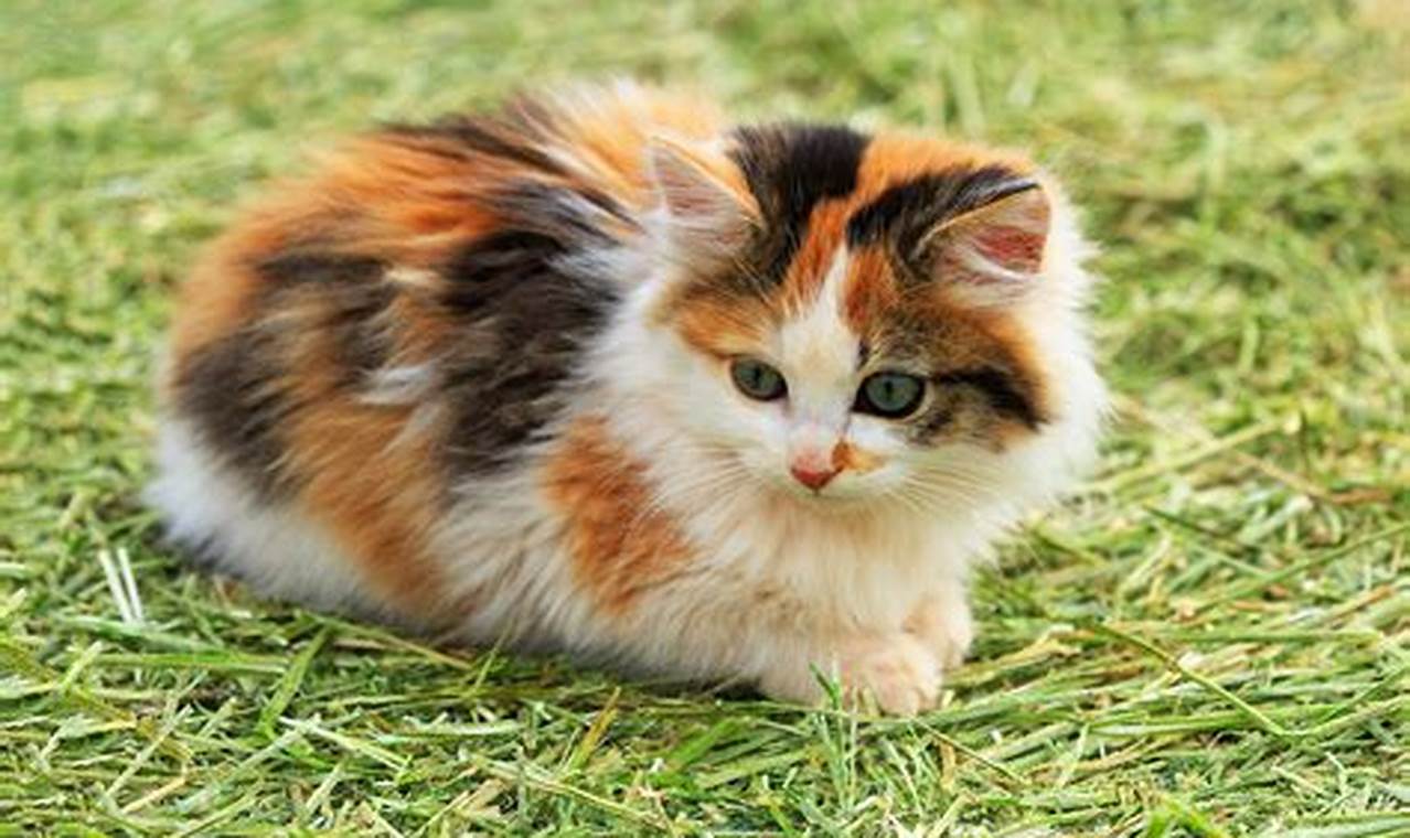 calico long haired cat