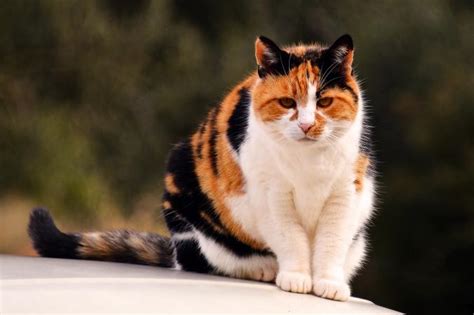 calico cat black white and orange