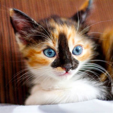 calico cat blue eyes