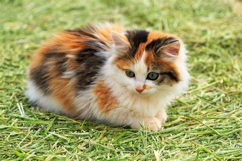 calico cat colors and patterns