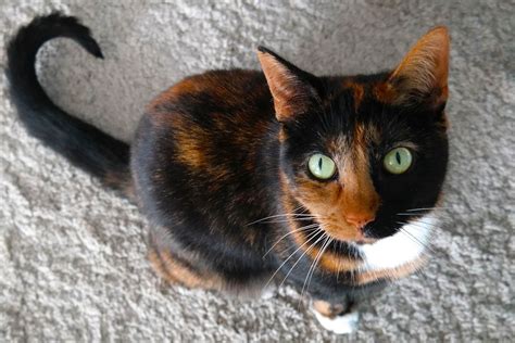 calico cat meaning