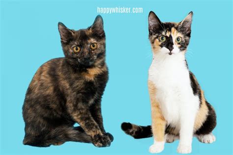 calico cat tortoiseshell difference