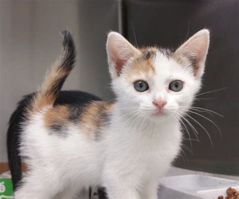 calico cats for adoption