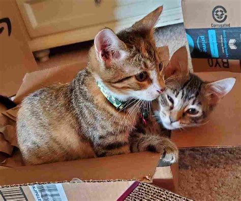 calico cats for adoption in florida