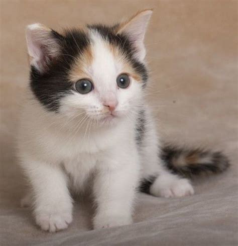 calico cats for adoption in illinois