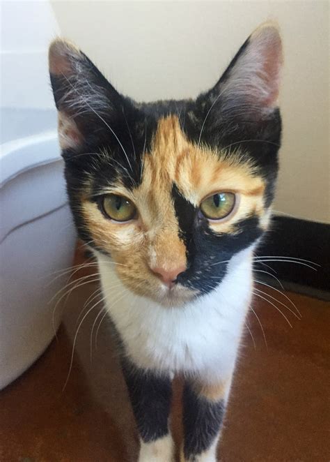 calico or tortoiseshell cat difference