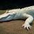 california academy of sciences albino alligator