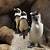 california academy of sciences penguins