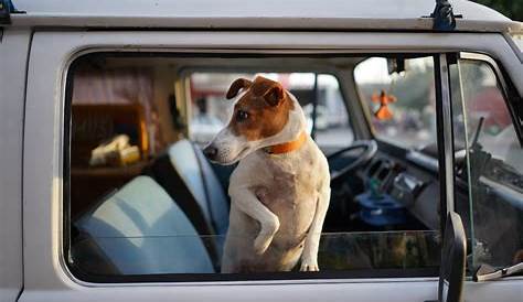 Good Samaritans Can Now Save California Dogs The News Wheel