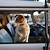 california dog in car law