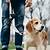 california dog leash law
