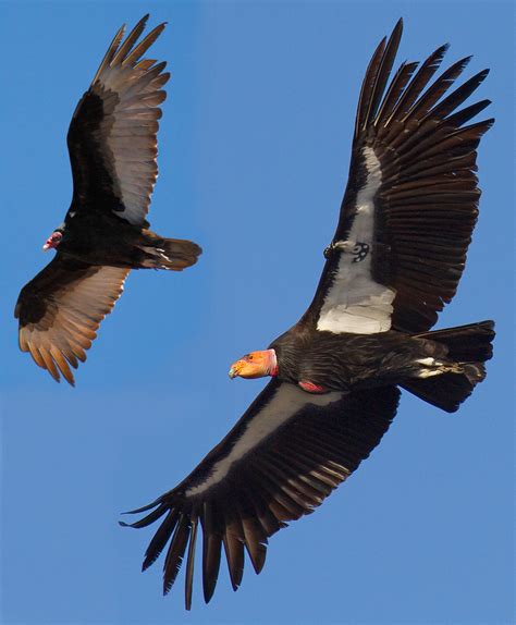 california condor and turkey vulture