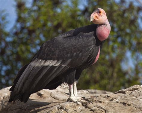 california condor in the wild