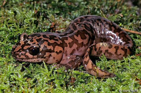 california giant salamander status