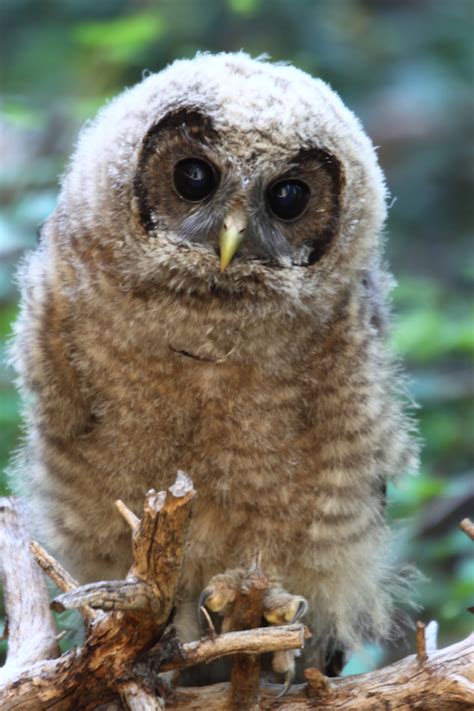 california spotted owl listing