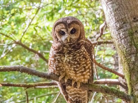 california spotted owl status