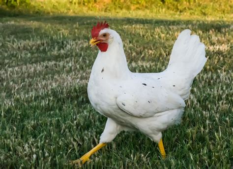 california white chicken breed