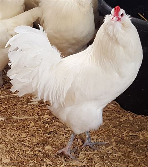 california white chicken for sale