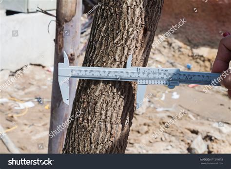 Caliper Tree Image