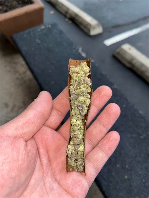 +15 Call Of Dank Modern Processing