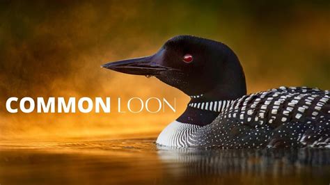 call of the lake loon meaning