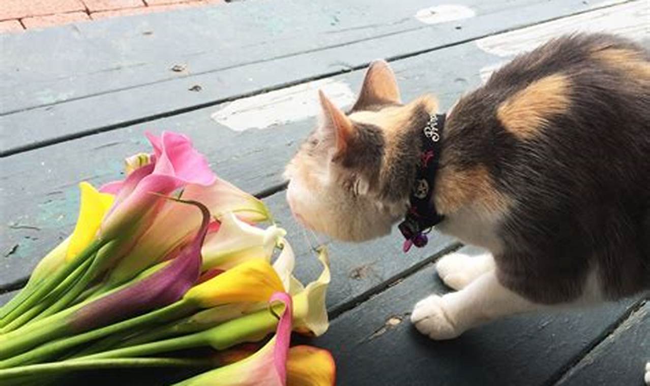 calla lily and cats