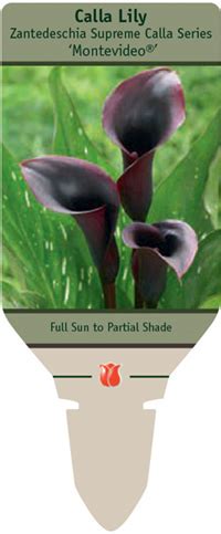 Calla Lily Montevideo