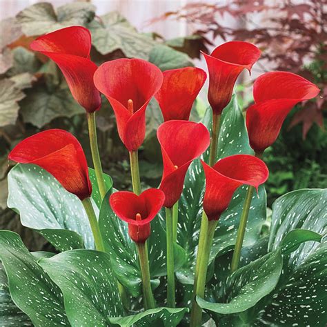 calla lily red in garden designs