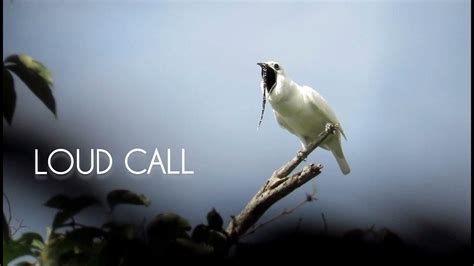 Calling Bell Bird Sound