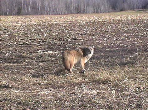 calling in coyotes in daytime