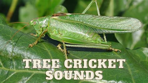 calling song of crickets