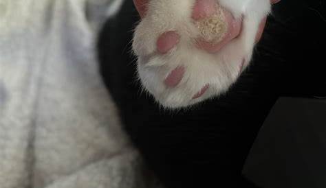 Callus Growth On Cat Paw Pad: Exploring The Benefits